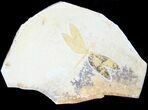 Fossil Dragonfly (Tharsophlebia) - Solnhofen Limestone #38928-1